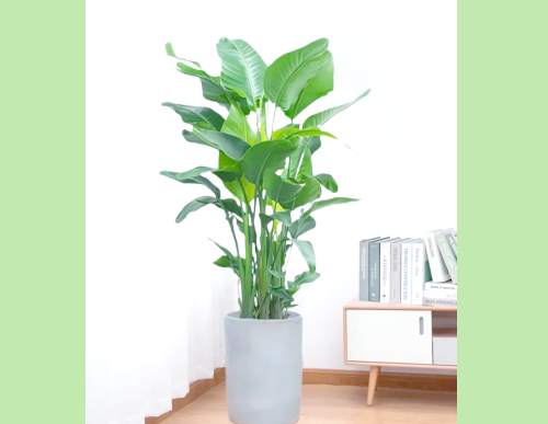 室内绿植租摆：望鹤兰