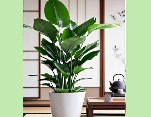 室内绿植租摆：望鹤兰