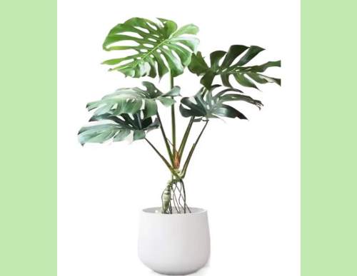 室内绿植租摆：龟背竹