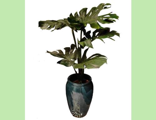 室内绿植租摆：龟背竹