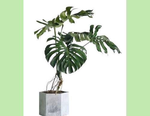 室内绿植租摆：龟背竹