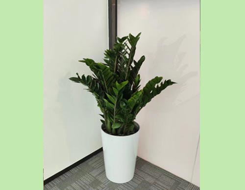 室内绿植租摆：金钱树