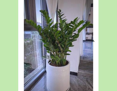 室内绿植租摆：金钱树