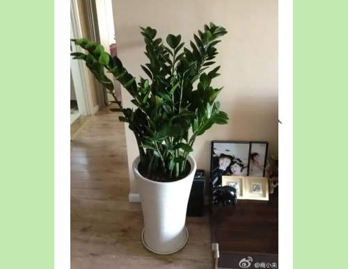 室内绿植租摆：金钱树