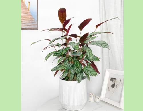 办公室绿植租摆：飞羽