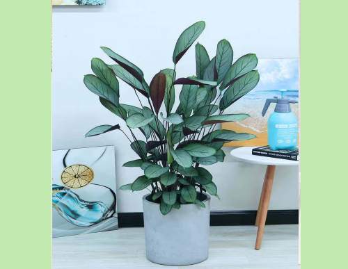 办公室绿植租摆：飞羽