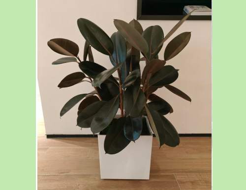 办公室绿植租摆：黑金刚