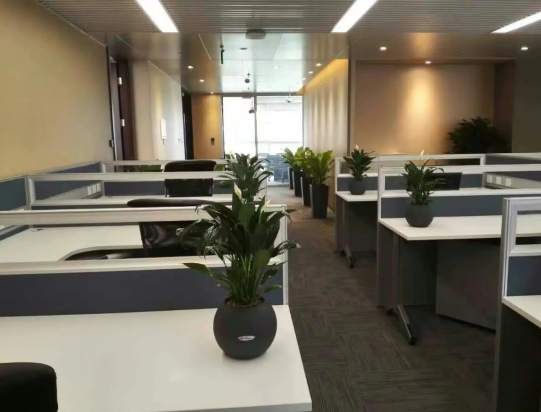 绿植租摆案例：中车