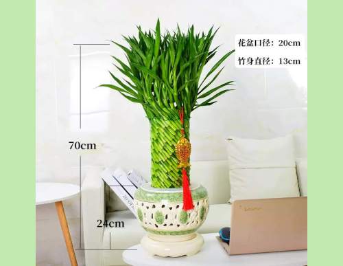 绿植租摆：节节高竹塔