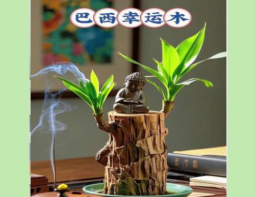 绿植租摆：小巴西木