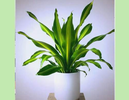 绿植租摆：小巴西木