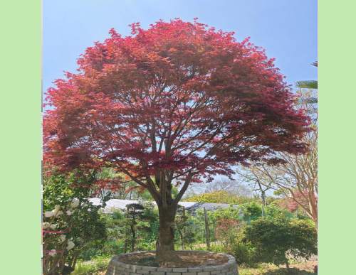 园林绿化：鸡爪槭