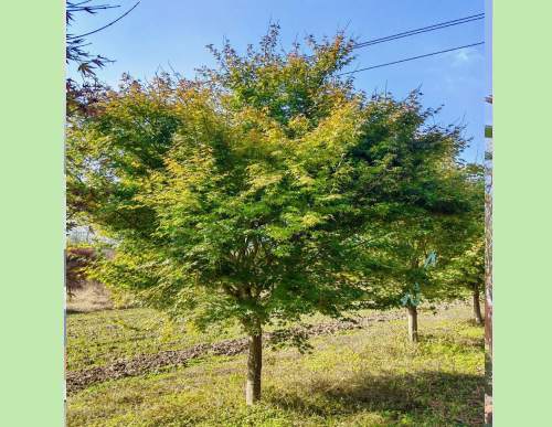 园林绿化：鸡爪槭