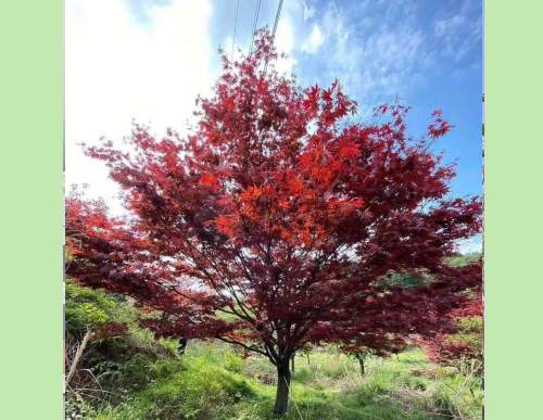 园林绿化：鸡爪槭