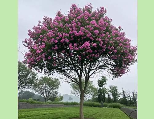 城市园林绿化：紫薇树