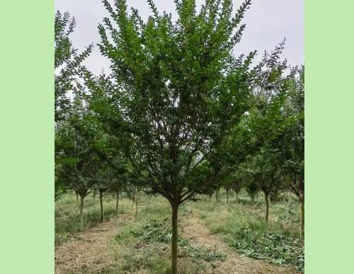 城市园林绿化：紫薇树