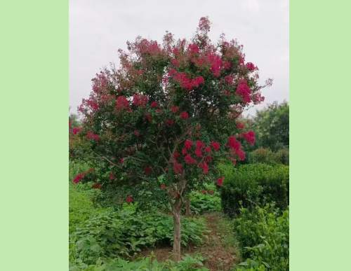 城市园林绿化：紫薇树