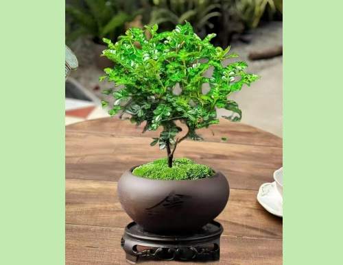 室内绿植租摆：清香木