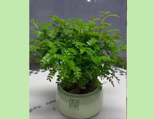 室内绿植租摆：清香木