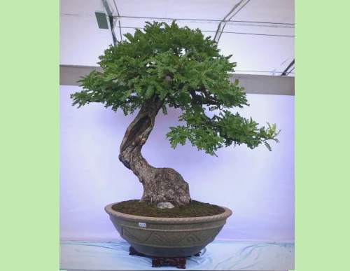 室内绿植租摆：清香木