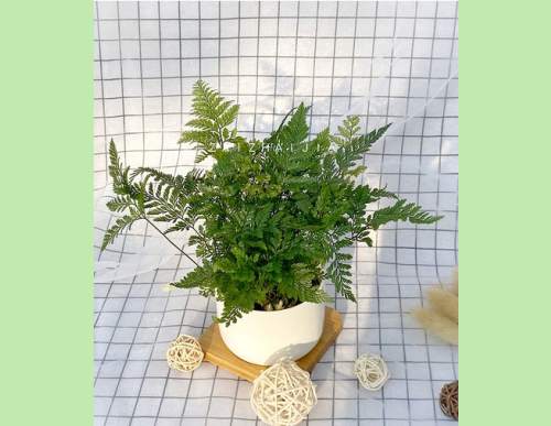 绿植租摆：凤尾蕨