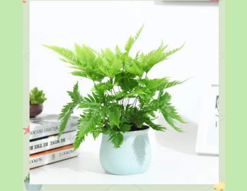 绿植租摆：凤尾蕨