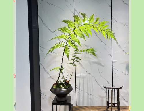 绿植租摆：凤尾蕨