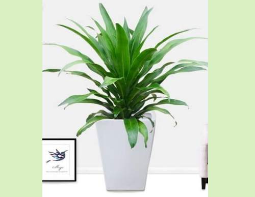 办公室植物租摆：也门铁