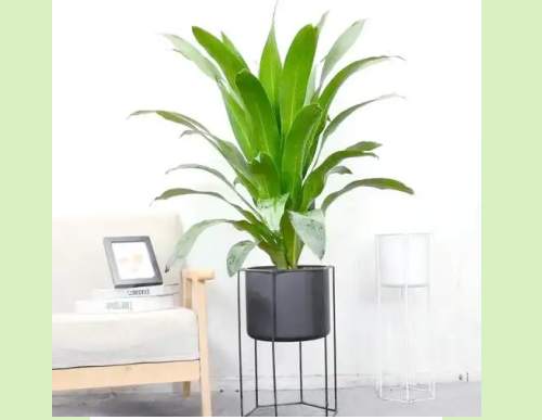 办公室植物租摆：也门铁