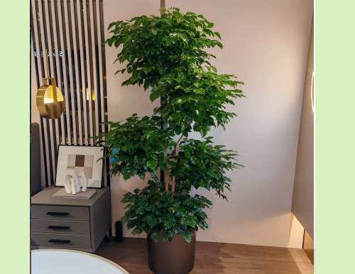 商场绿植租摆：