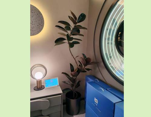 商场绿植租摆:造型黑金刚