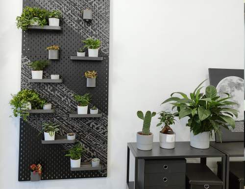 科技公司绿植租摆