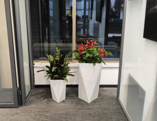 科技公司绿植租摆