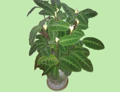 室内绿植租摆：天鹅绒茱萸