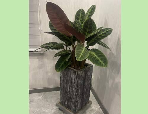 室内绿植租摆：天鹅绒茱萸