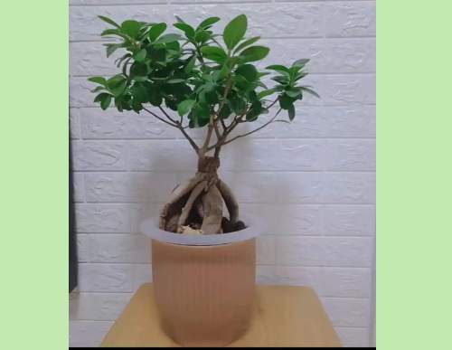 办公室绿植租摆：小榕树盆景