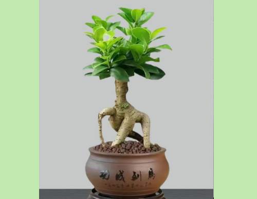 办公室绿植租摆：小榕树盆景