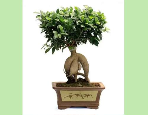 办公室绿植租摆：小榕树盆景