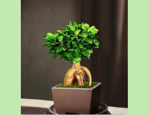 办公室绿植租摆：小榕树盆景
