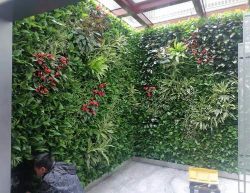 室内植物墙
