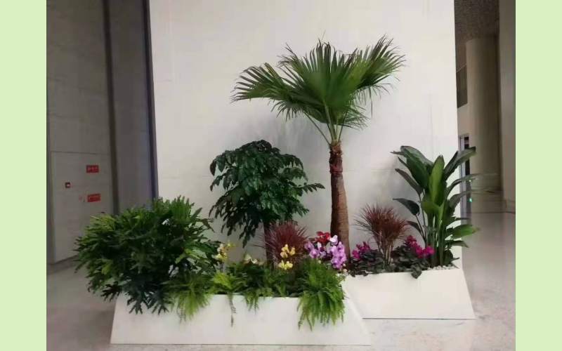 室内植物造景