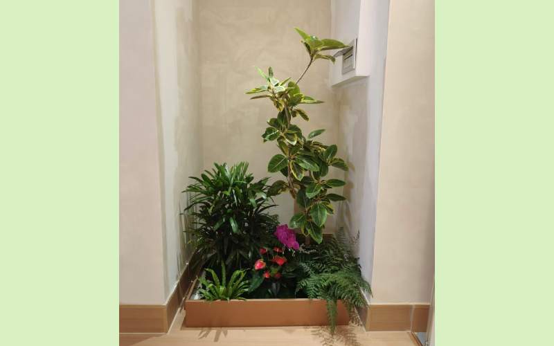 室内植物造景