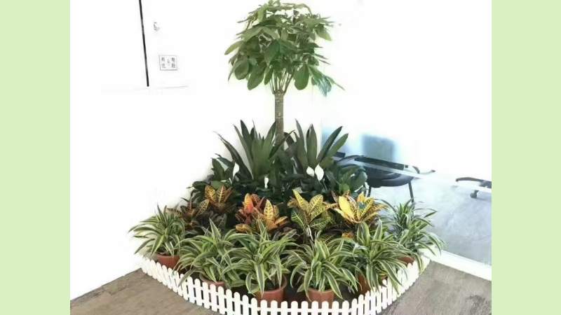 网络科技公司绿植租赁