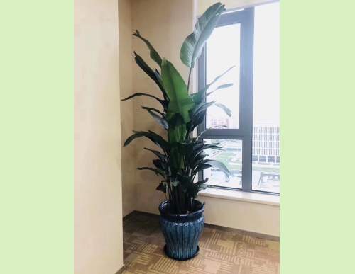 环保科技公司：绿植租摆