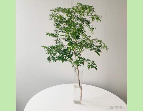 绿植租摆：马醉木