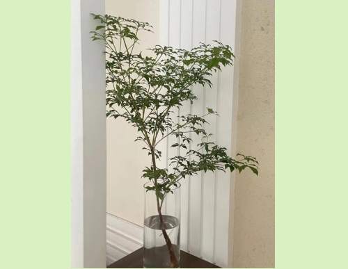 绿植租摆：马醉木