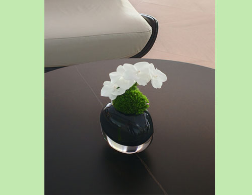 室内绿植租摆：蝴蝶兰
