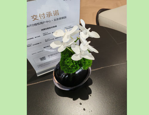 室内绿植租摆：蝴蝶兰