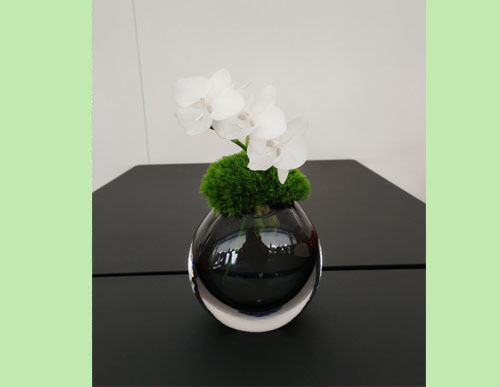 室内绿植租摆：蝴蝶兰