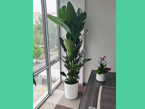 设计院：绿植租摆